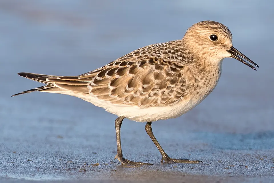becasseau-de-baird-Baird-s-sandpiper