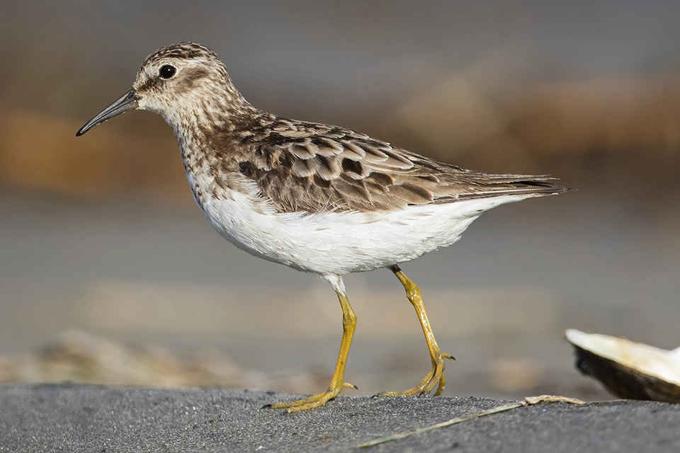 becasseau-minuscule-least-sandpiper