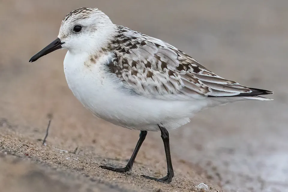 becasseau-sanderling-sanderling