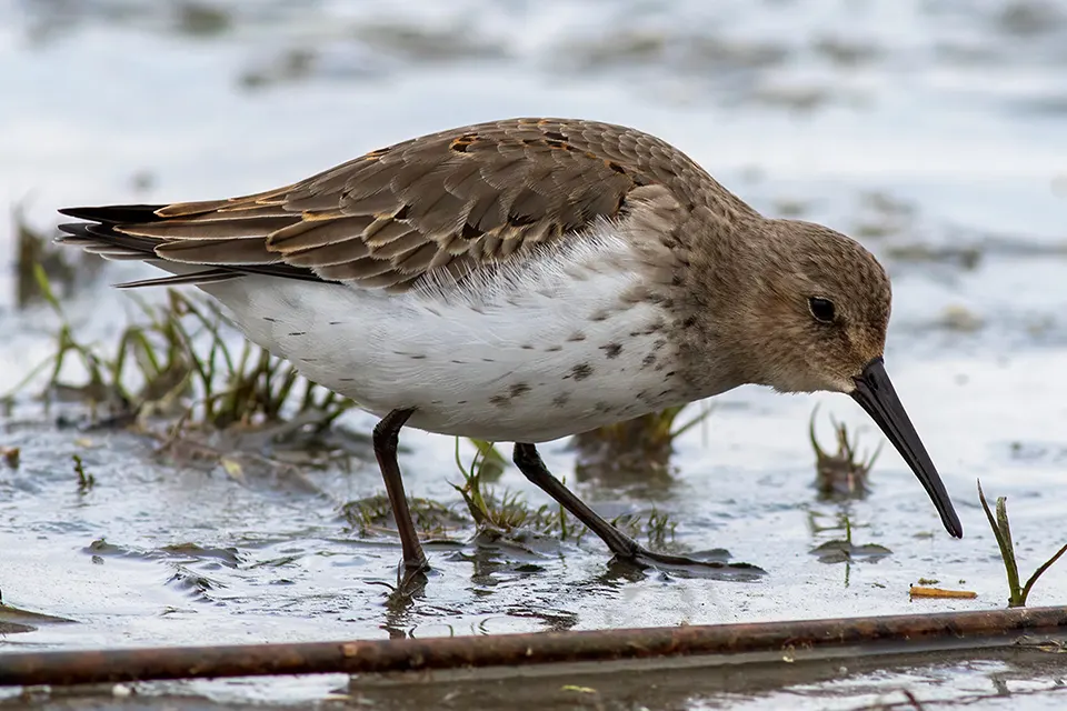 becasseau-variable-dunlin