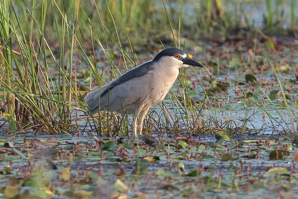 bihoreau-gris-black-crowned-night-heron