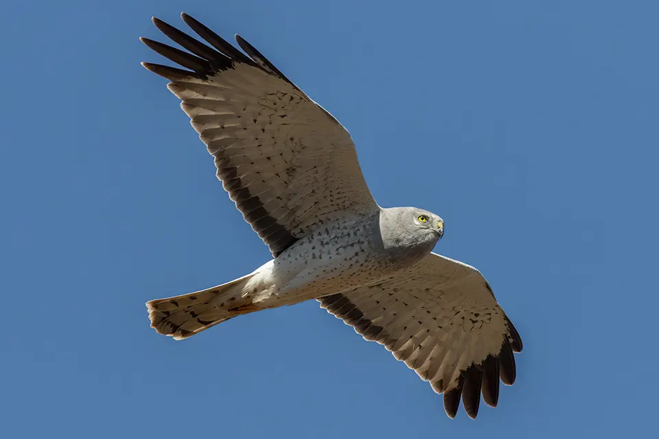 busard-des-marais-Northern-harrier