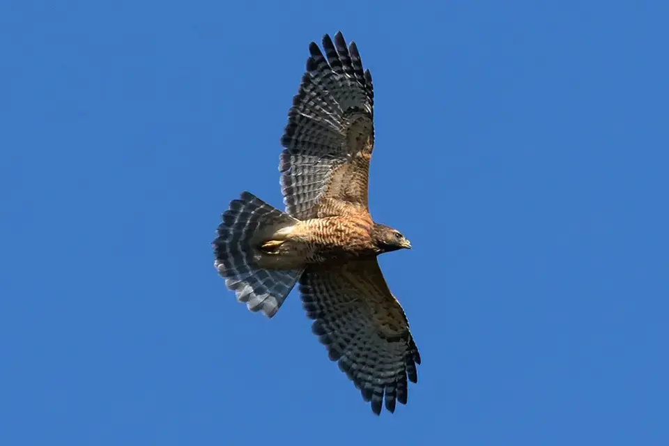 buse-a-epaulettes-red-shouldered-hawk