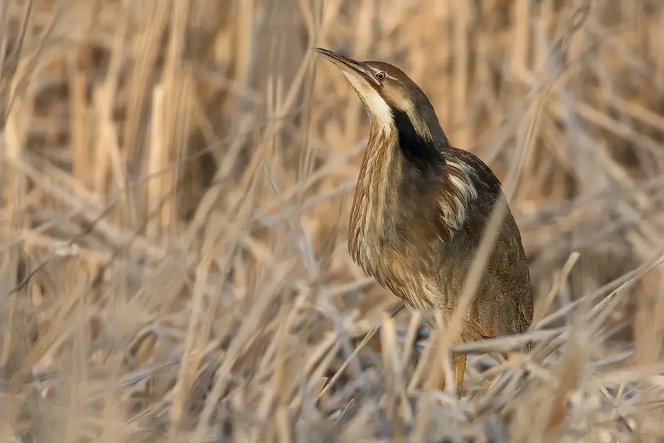 butor-d-amerique-American-bittern