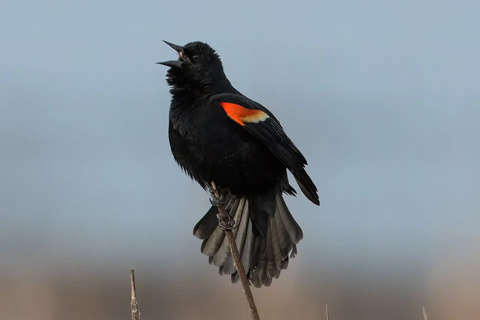 carouge-a-epaulettes-red-winged-blackbird