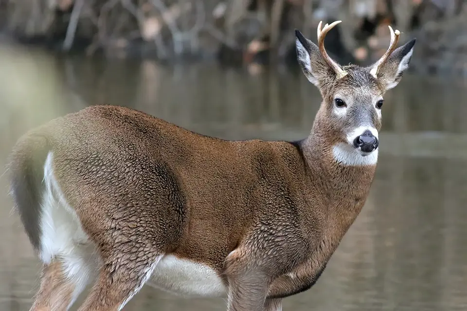 Animaux du Québec | Cerf de Virginie