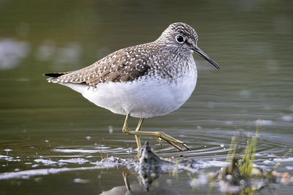 chevalier-solitaire-solitary-sandpiper