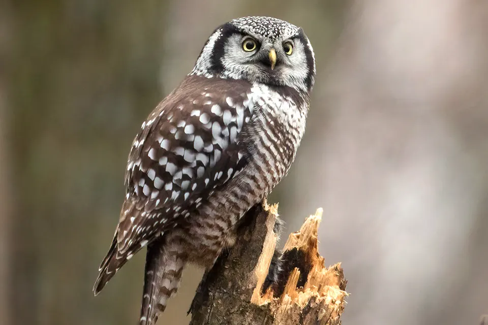 chouette-eperviere-northern-hawk-owl