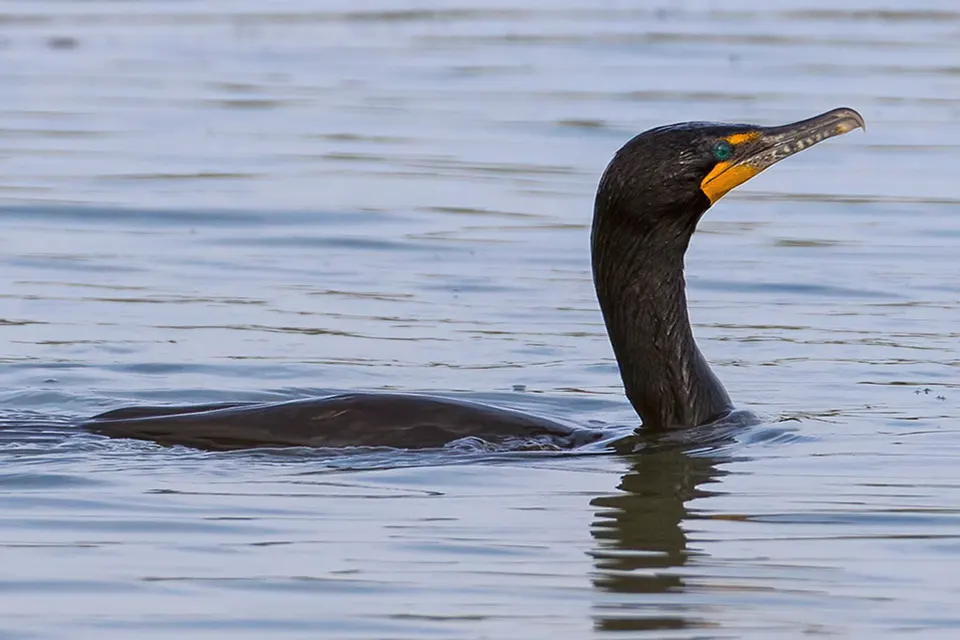 cormoran-a-aigrettes-double-crested-cormorant
