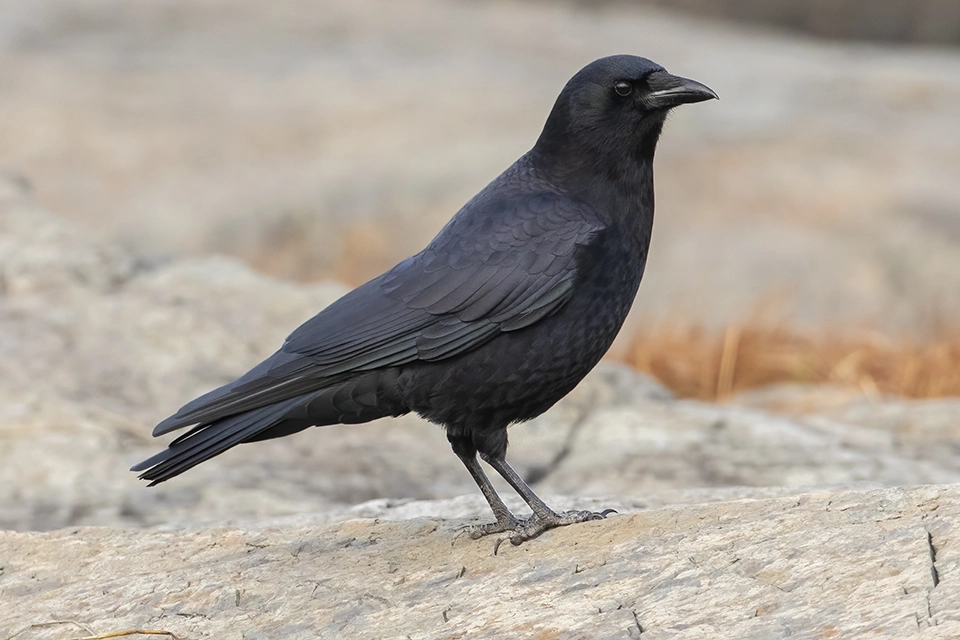 Animaux du Québec | Corneille d'Amérique