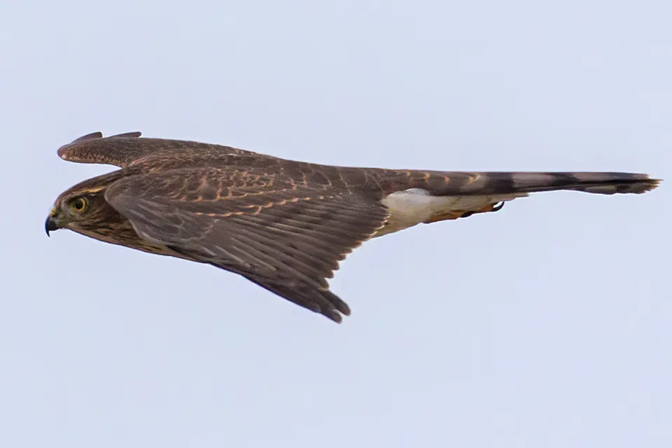 epervier-brun-sharp-shinned-hawk