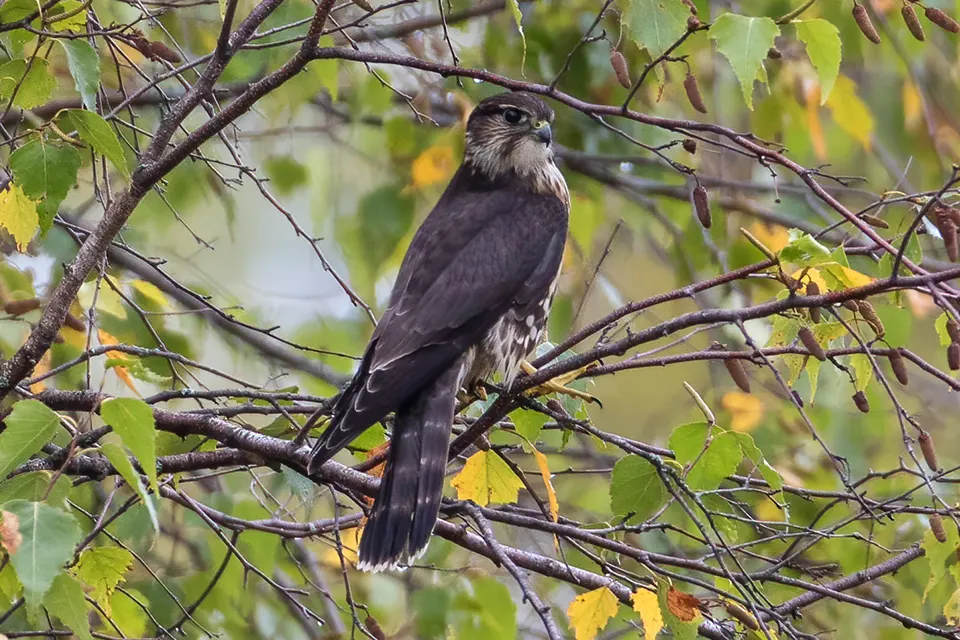 faucon-emerillon-merlin