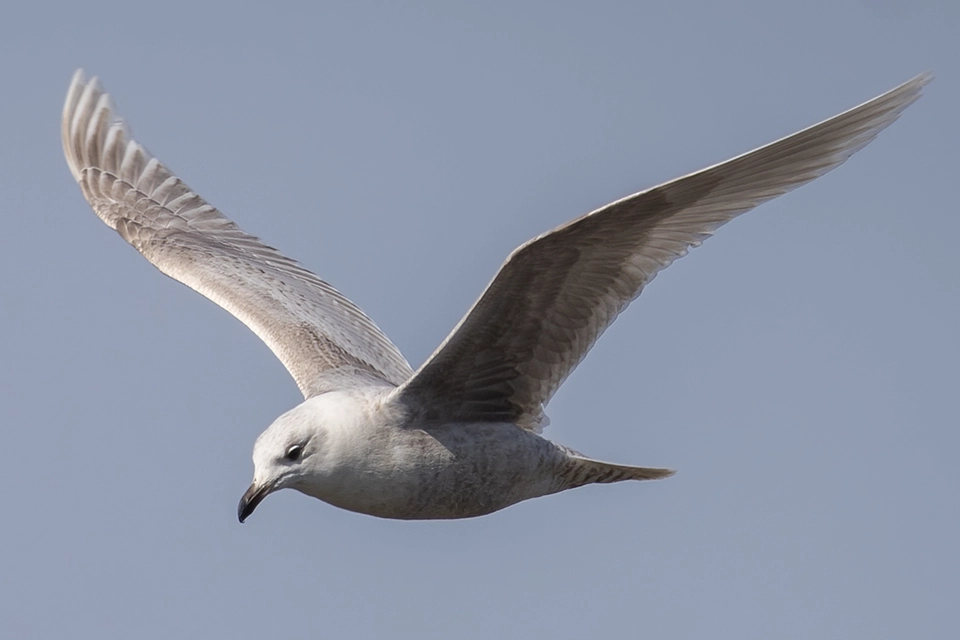 goeland-arctique-iceland-gull