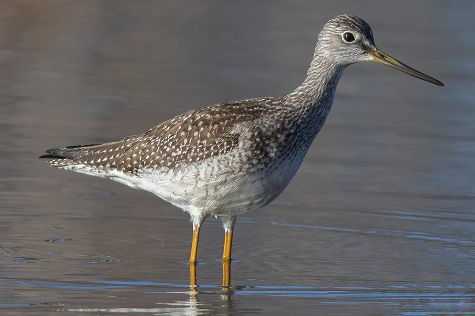 grand-chevalier-greater-yellowlegs