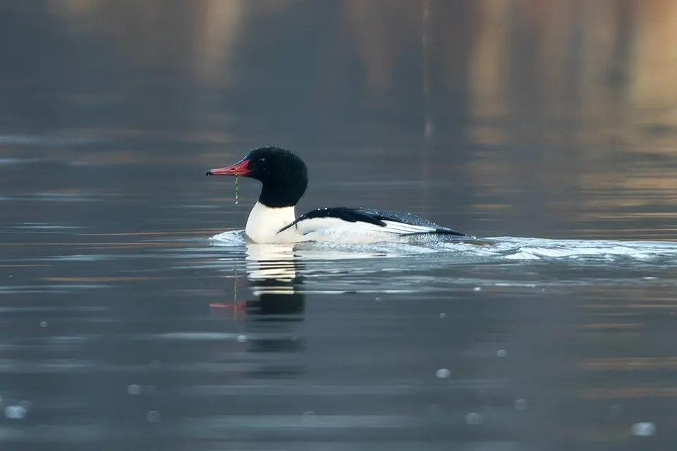 grand-harle-common-merganser