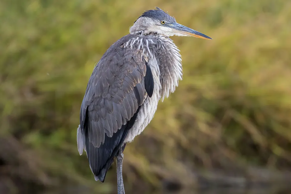grand-heron-great-blue-heron