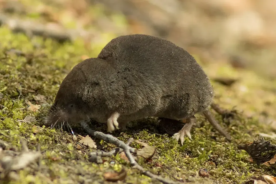 Animaux du Québec | Grande musaraigne