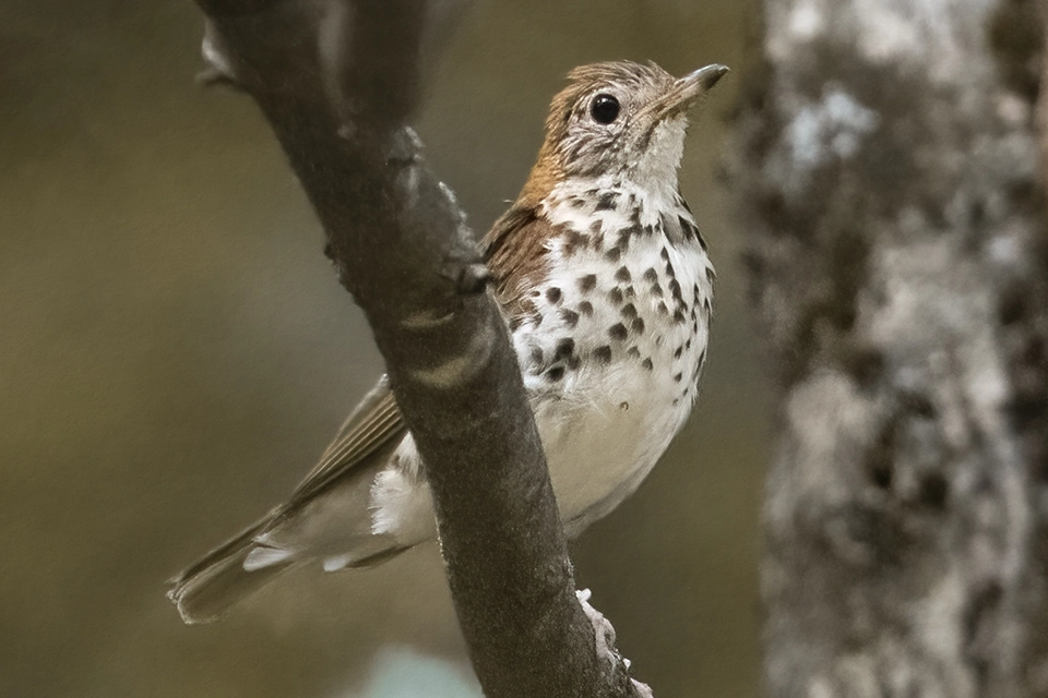 grive-des-bois-wood-thrush