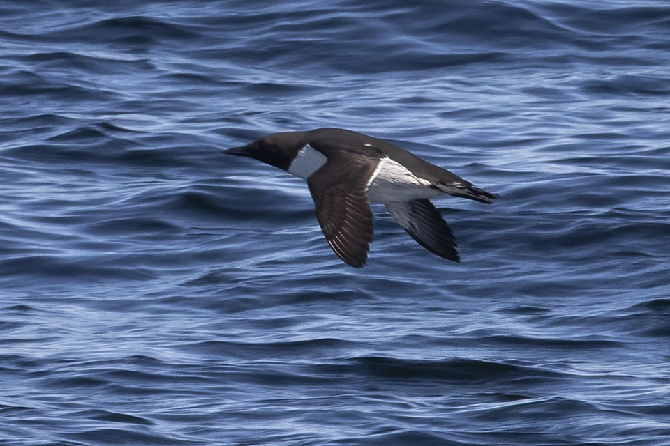 guillemot-marmette-common-murre