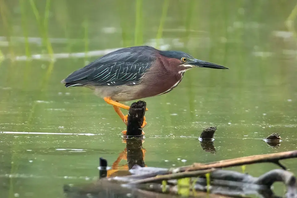 heron-vert-green-heron