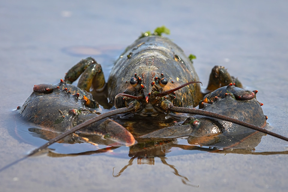Animaux du Québec | Homard d'Amérique