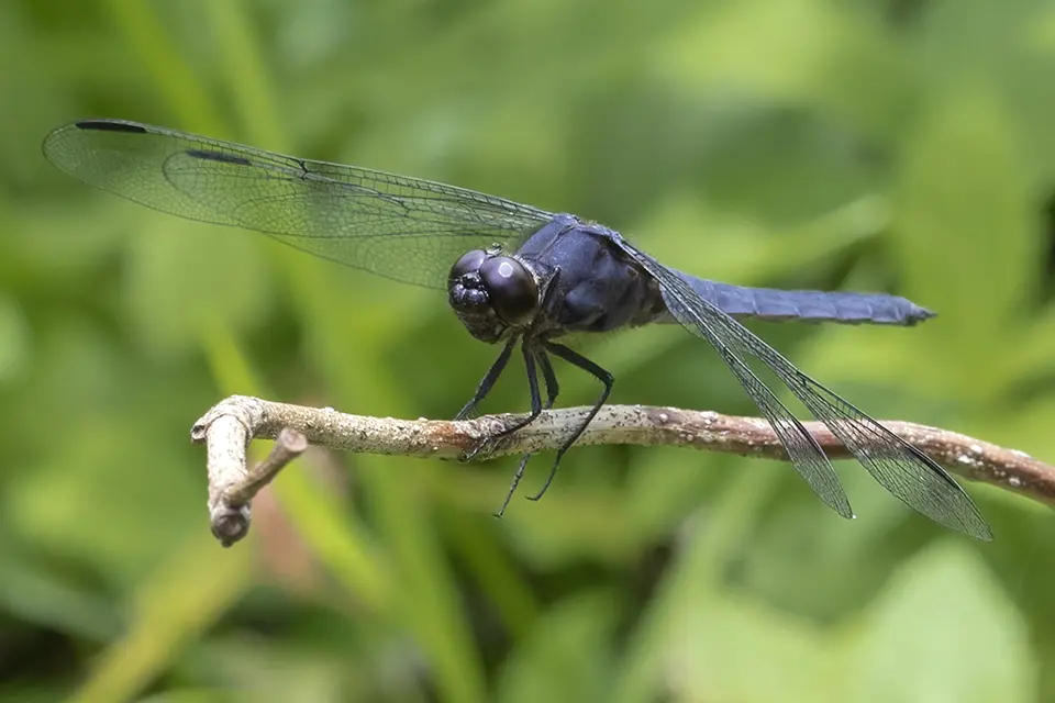 libellula-incesta-libellule-voluptueuse