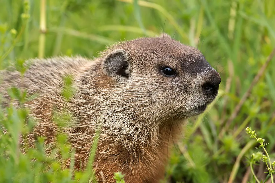 marmotte-commune-woodchuck