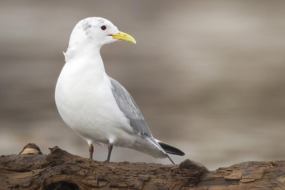 mouette-tridactyle-black-legged-kittiwake
