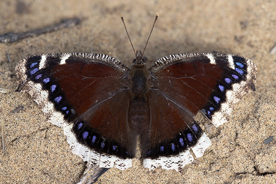 nymphalis-antiopa-morio