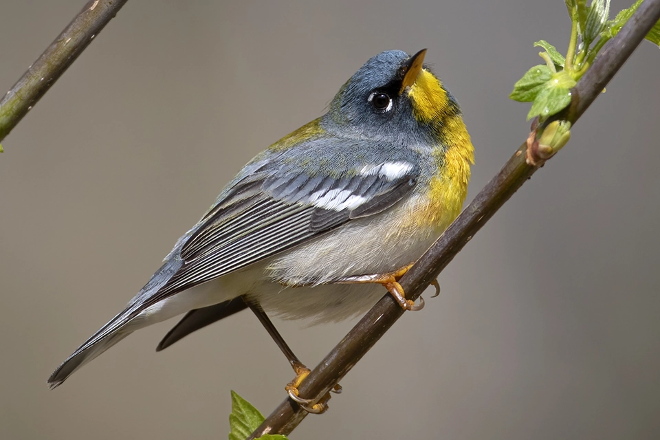 paruline-a-collier-Northern-parula