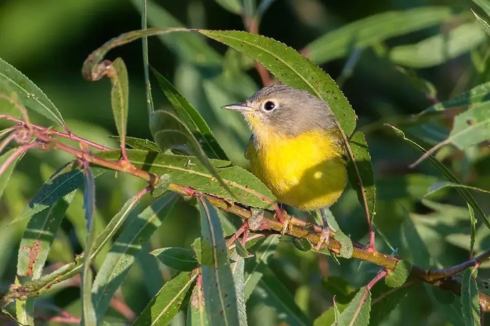 paruline-a-joues-grises-Nashville-warbler