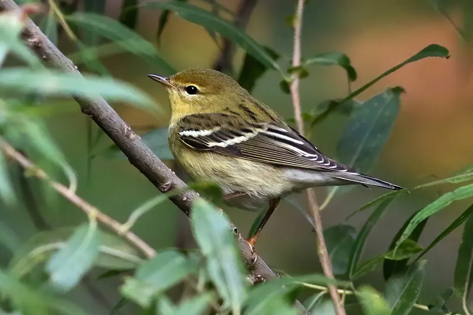 paruline-rayee-blackpoll-warbler