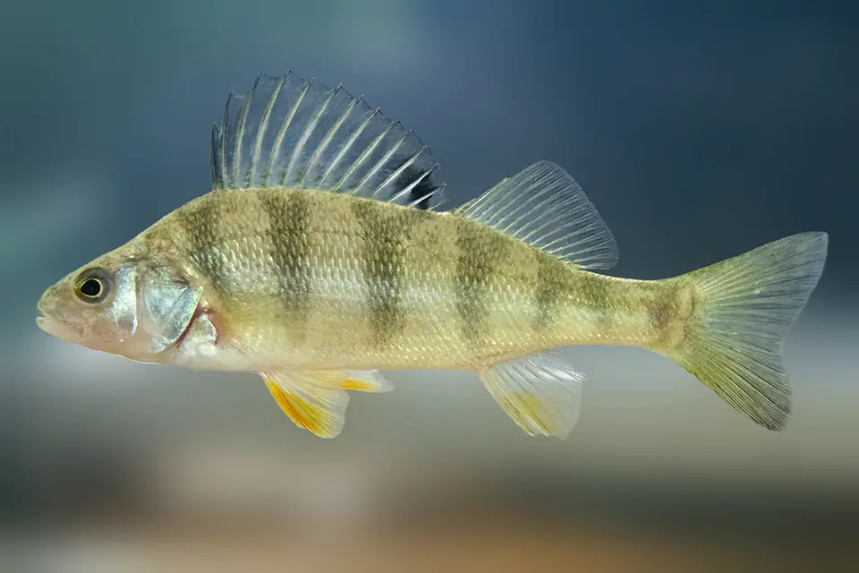 perchaude-yellow-perch