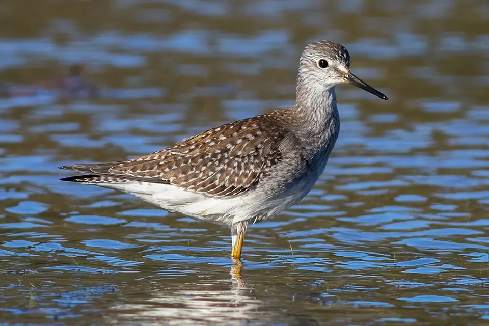 petit-chevalier-lesser-yellowlegs
