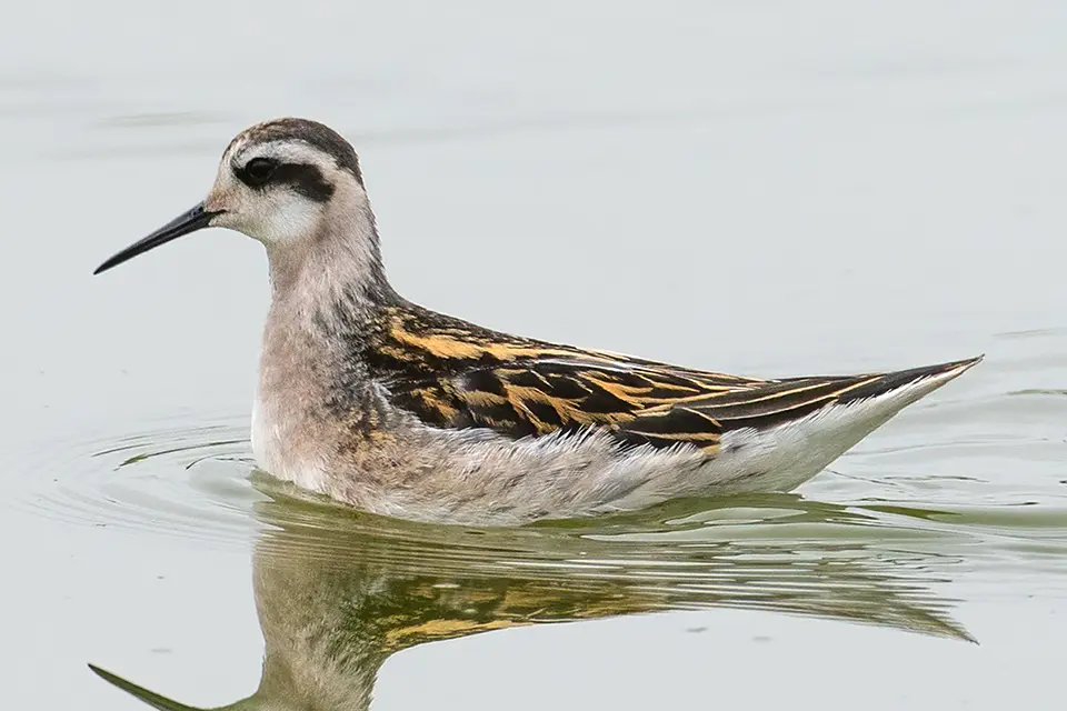 phalarope-a-bec-etroit