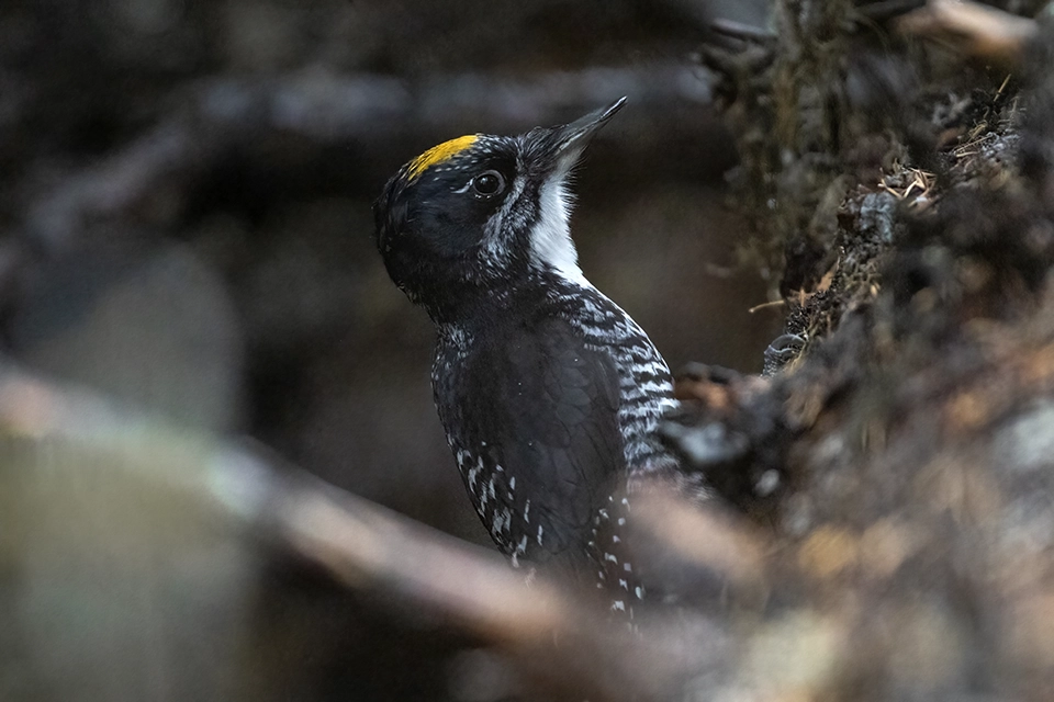 pic-a-dos-raye-american-three-toed-woodpecker