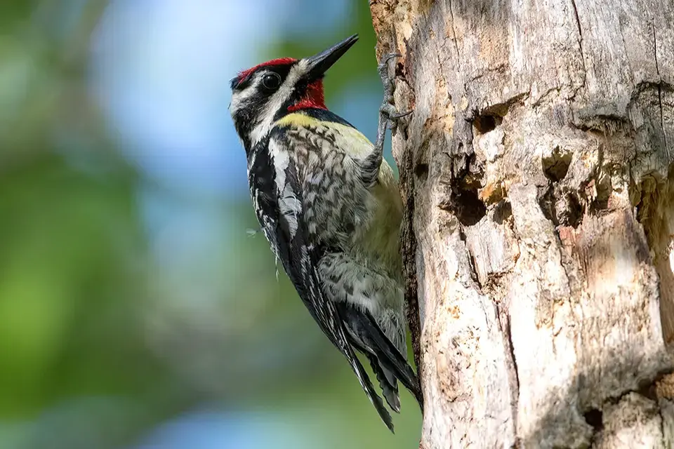 pic-macule-yellow-bellied-sapsucker
