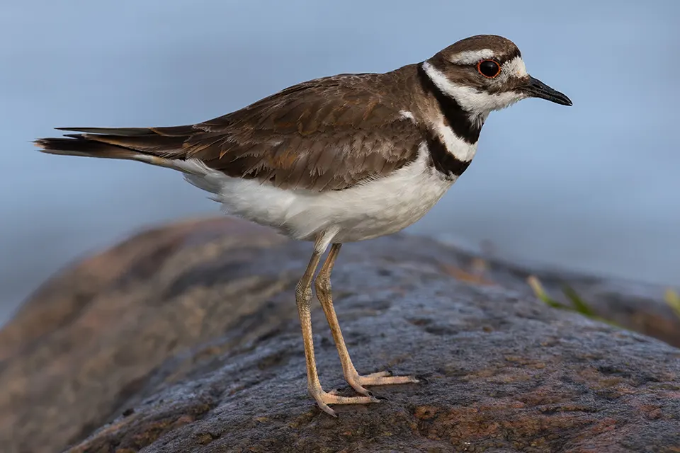 pluvier-kildir-killdeer