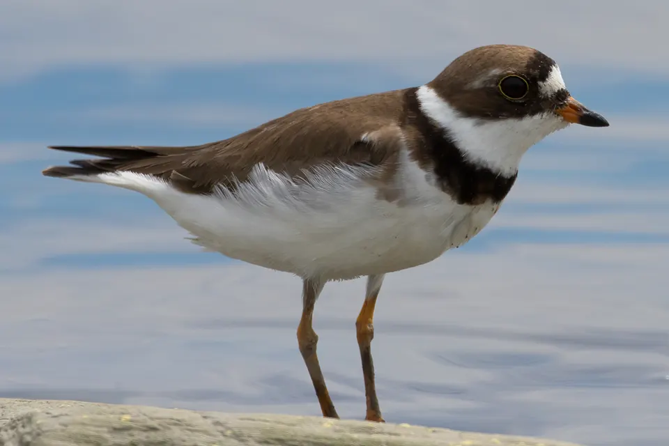 pluvier-semi-palme-semipalmated-plover