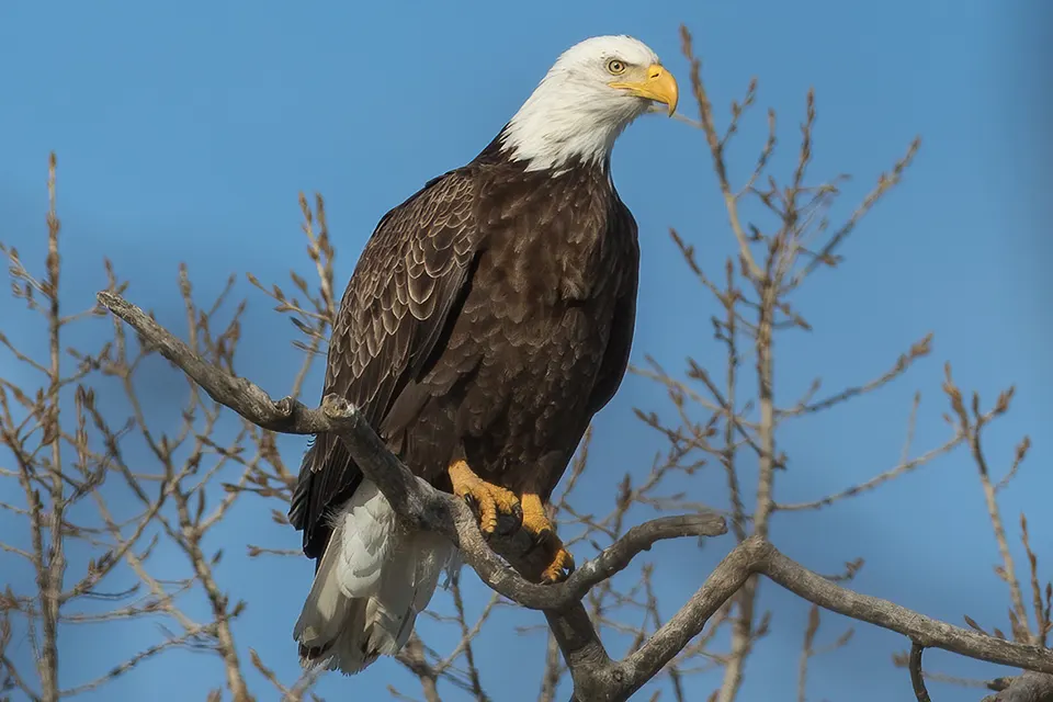 pygargue-a-tete-blanche-bald-eagle