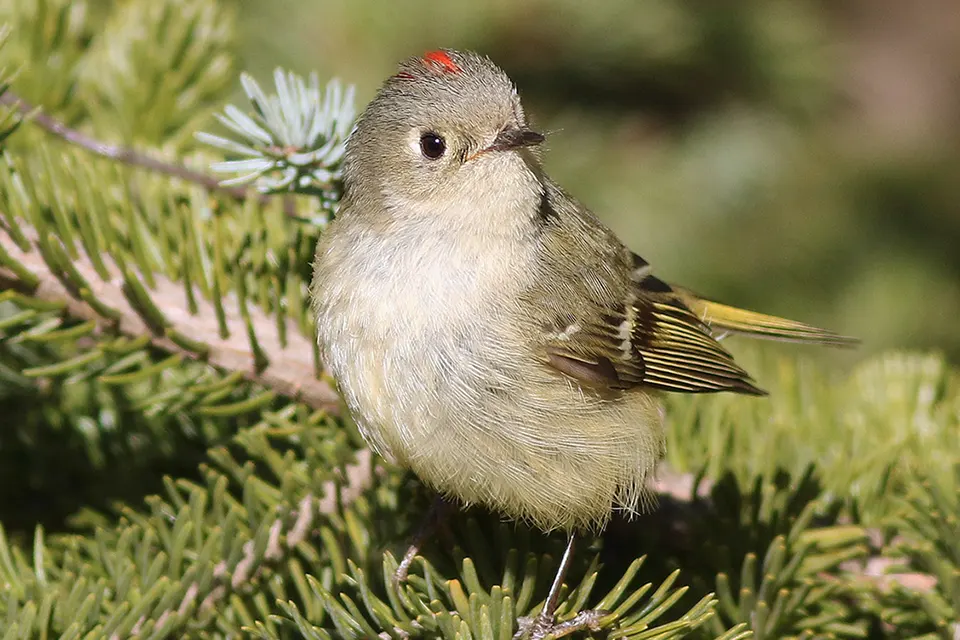 Animaux du Québec | Roitelet à couronne rubis