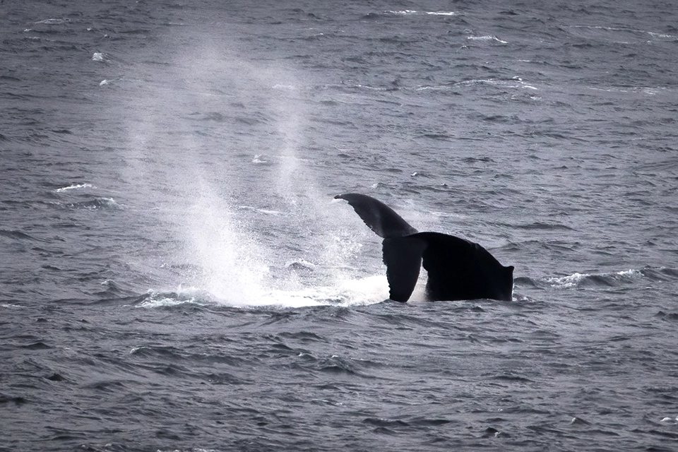 rorqual-a-bosse-humpback-whale