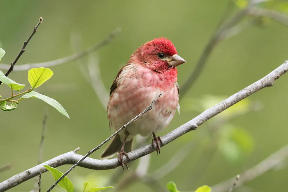 Animaux du Québec | Roselin pourpré