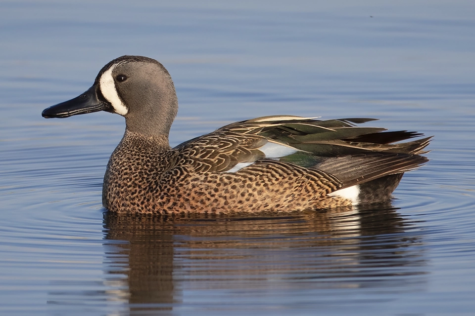 sarcelle-a-ailes-bleues
