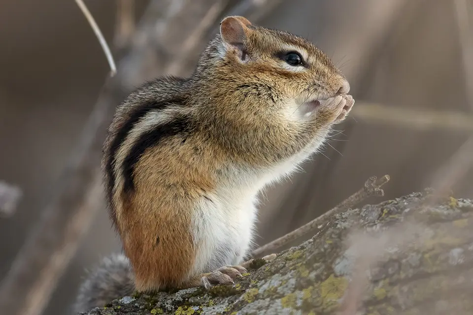 tamia-raye-Eastern-chipmunk