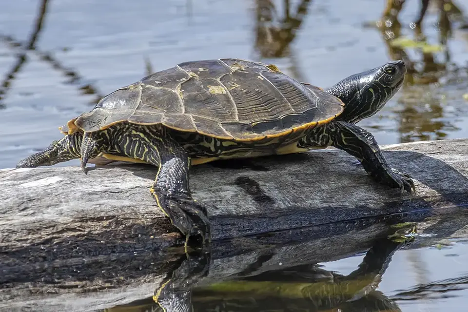 Animaux du Québec | Tortue géographique