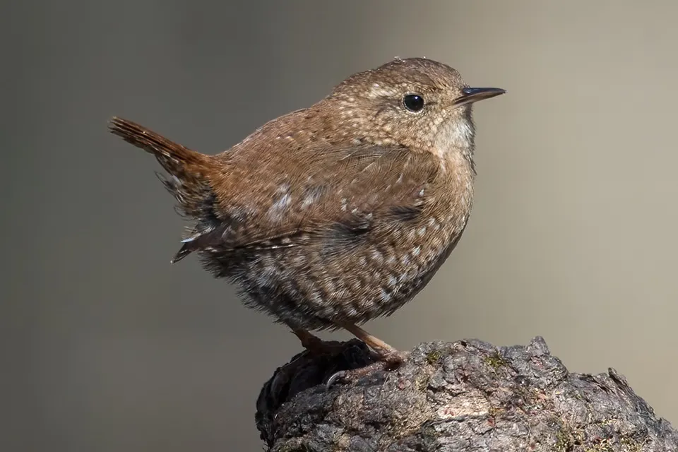 troglodyte-des-forets-Winter-wren