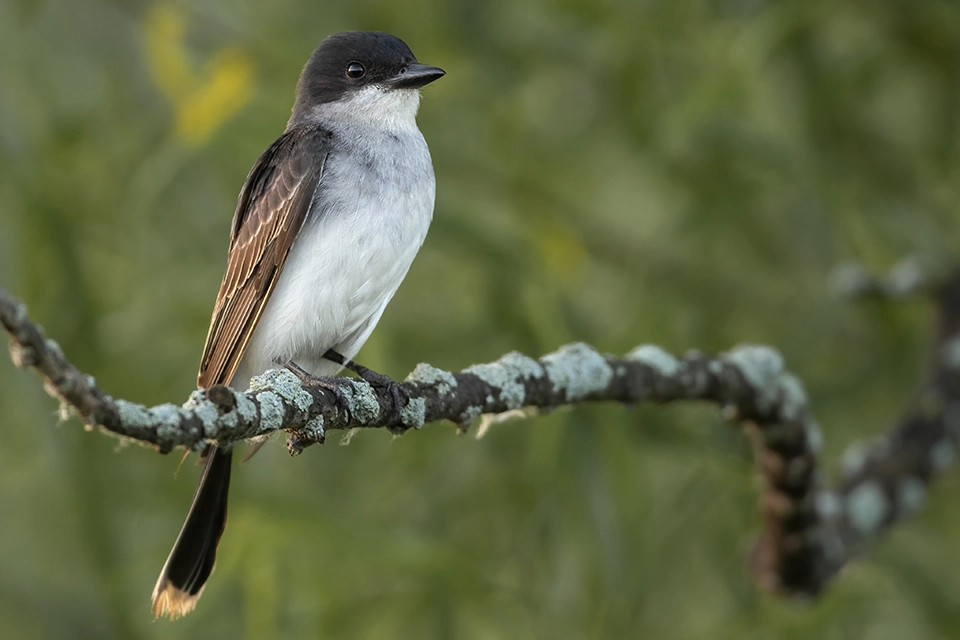 tyran-tritri-Eastern-kingbird
