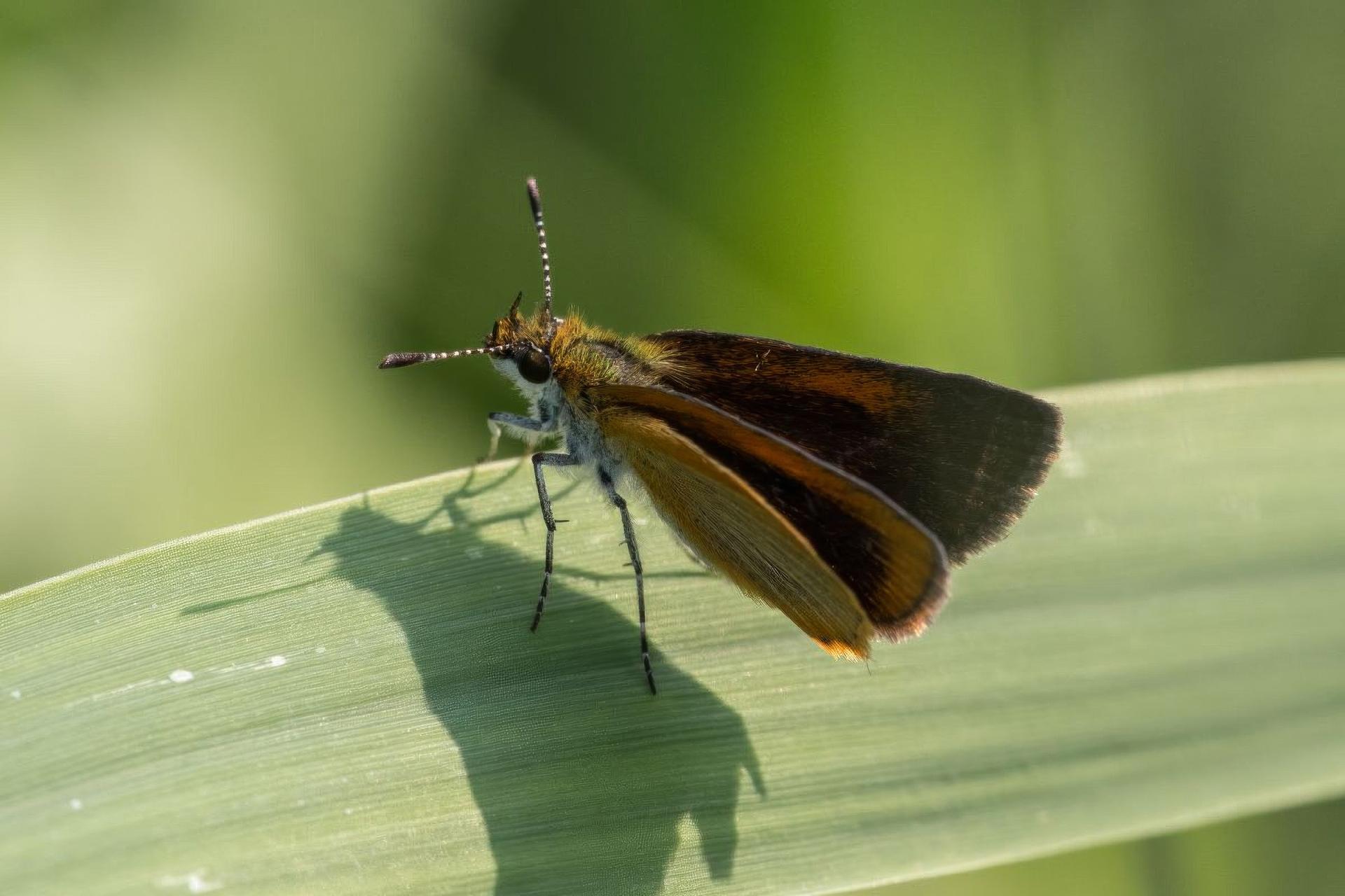 ancyloxypha-arene
