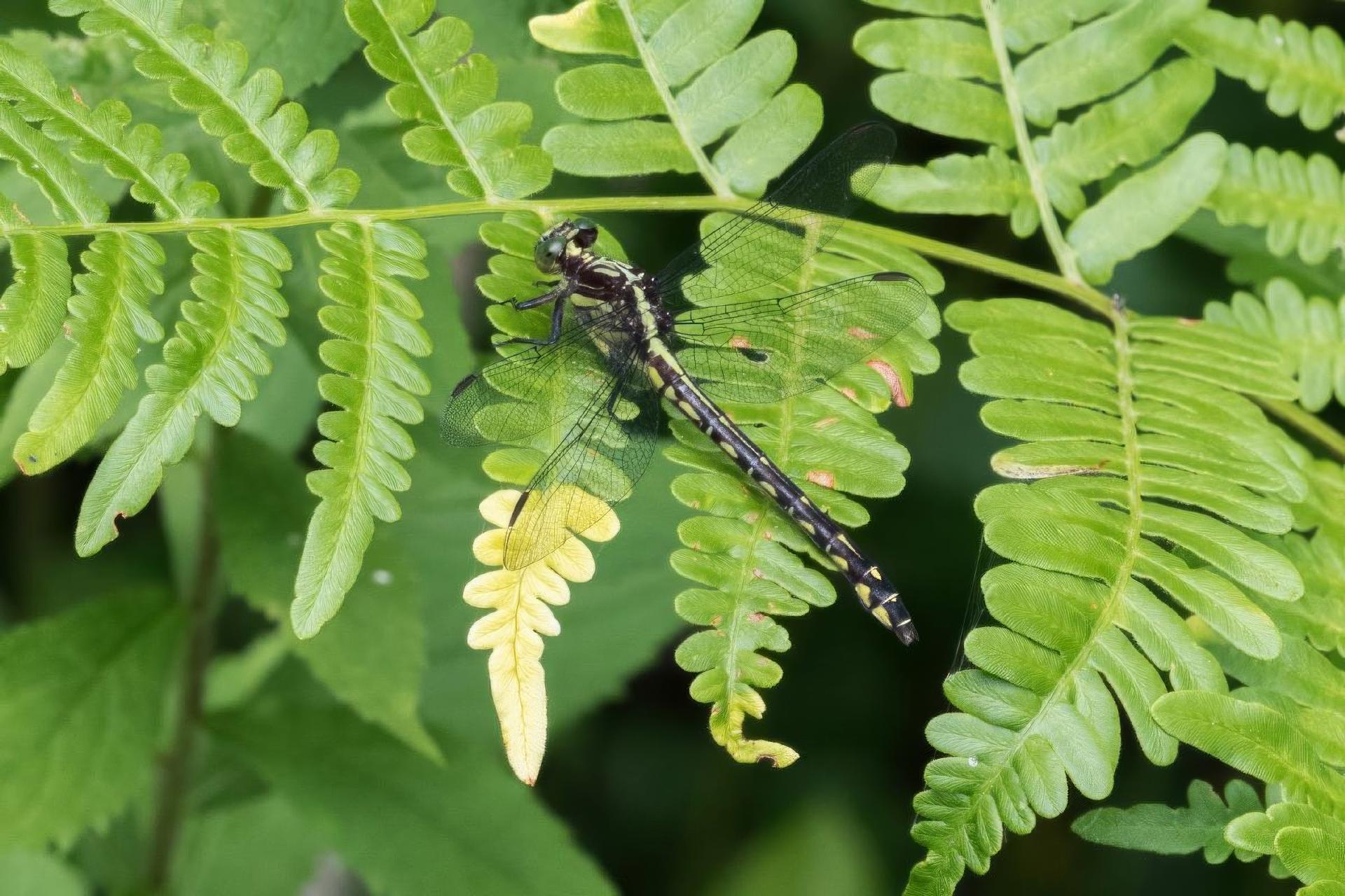 dromogomphus-spinosus-gomphe-epineux